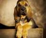 Bloodhound Welpen of Samaria mit...
